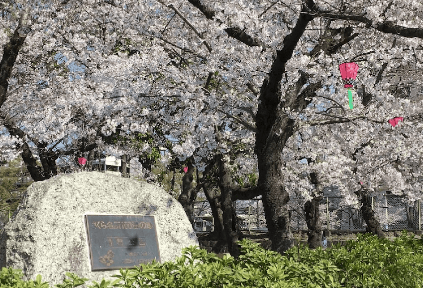 名古屋賞櫻｜4. 鶴舞公園